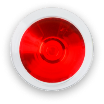 Featured Dish